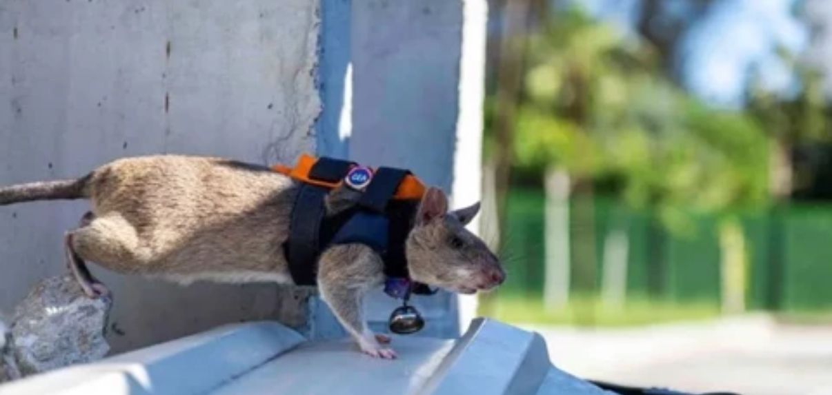 'Kahraman fare'ler acil durumlarda görev yapacak