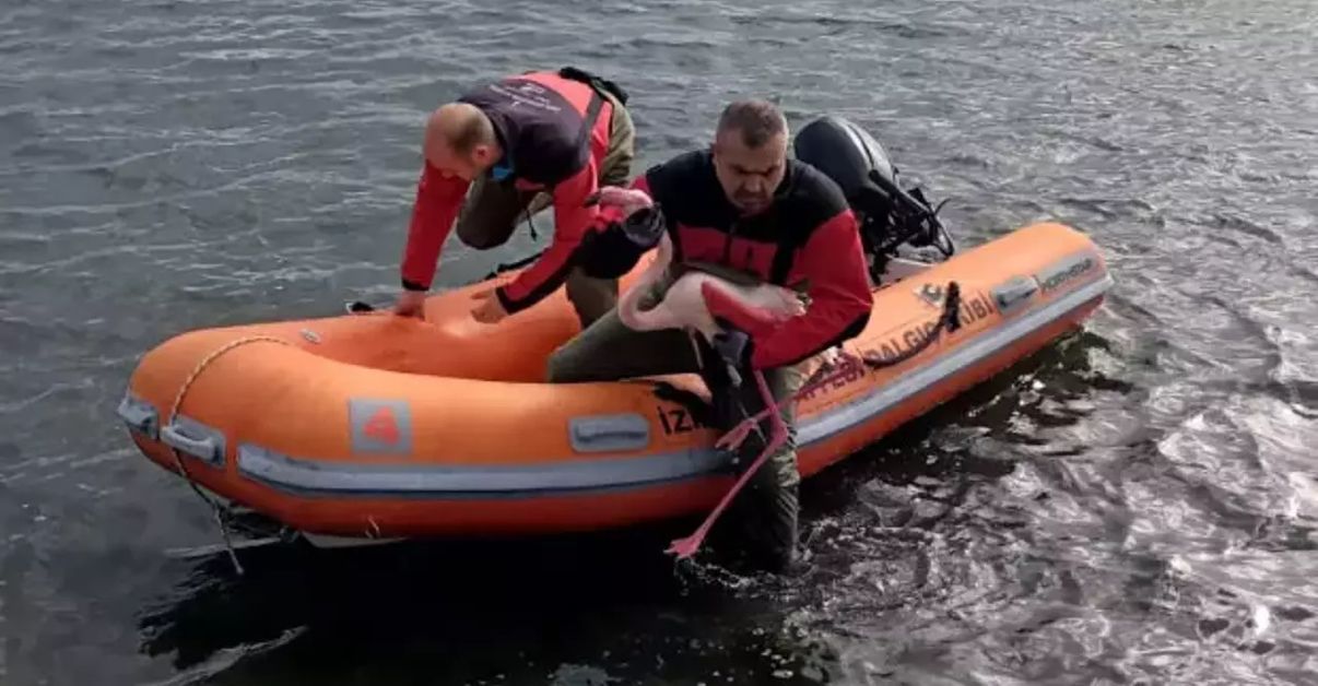 Yaralı flamingo kurtarıldı.