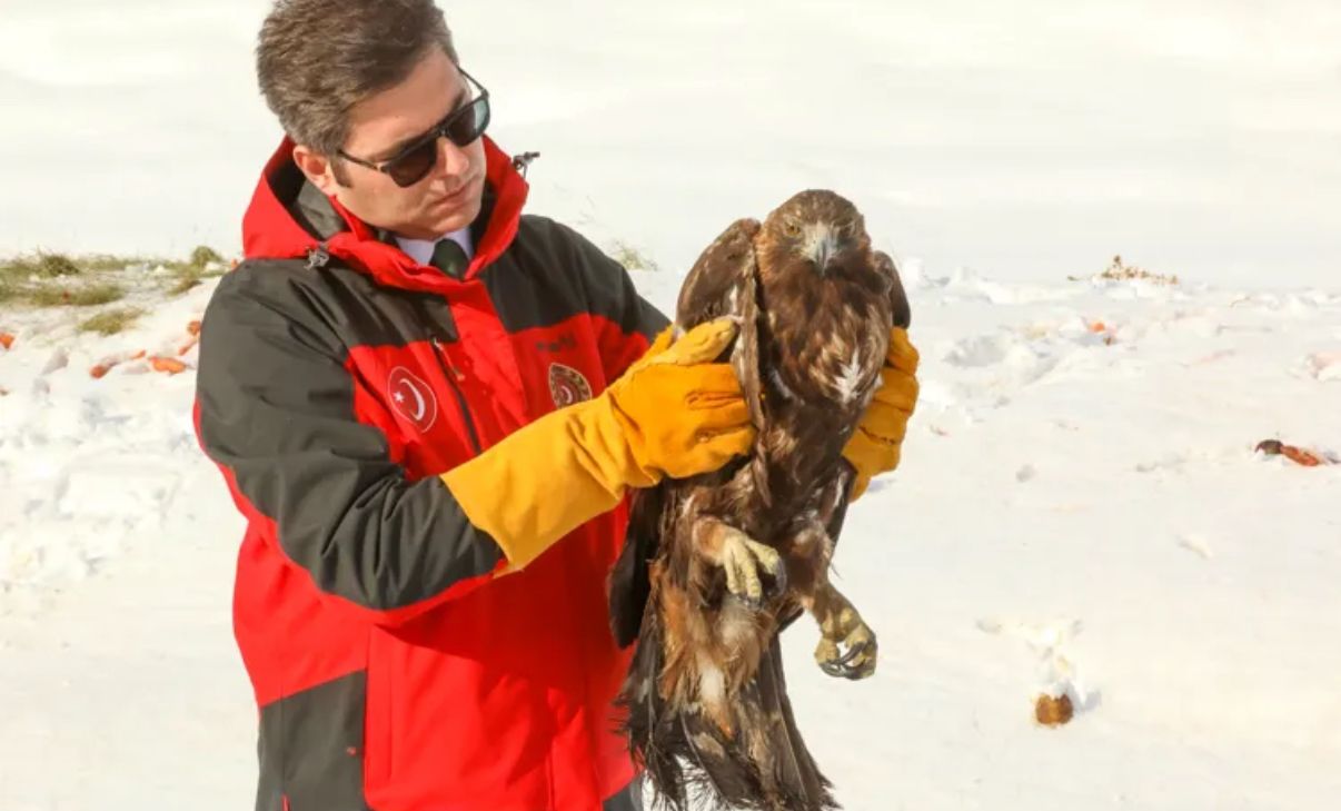Zorlu Kış Şartlarında Yaban Hayatı Unutulmadı:  Erciş’te Karla Kaplı Arazilere Yem Bırakıldı, Tedavisi Tamamlanan Yaban Hayvanları Doğaya Bırakıldı