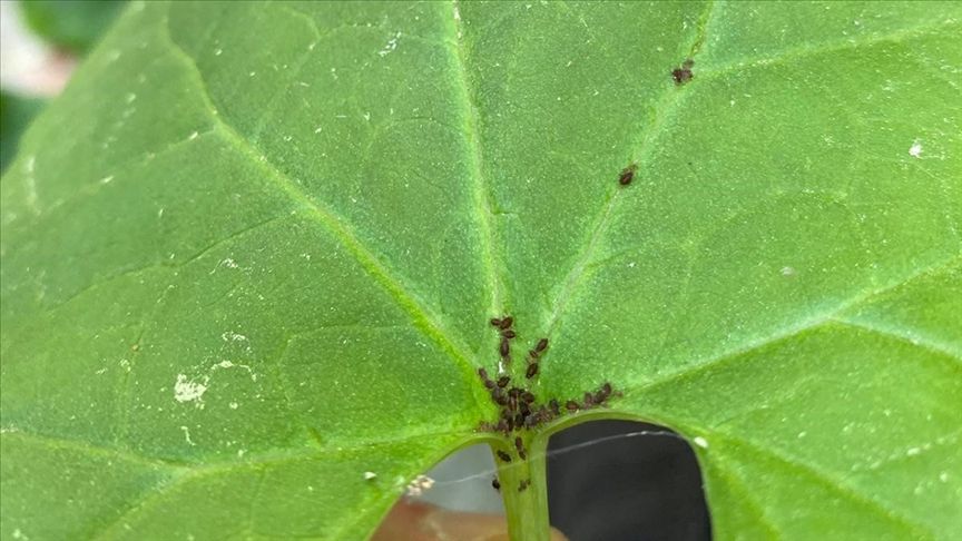 Kaz Dağları’nda Yeni Bir Böcek Türü Keşfedildi