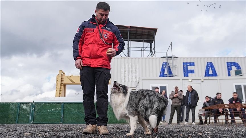 AFAD İçin Yetişiyorlar: İstanbul’da 19 Patili Kahraman Göreve Hazırlanıyor