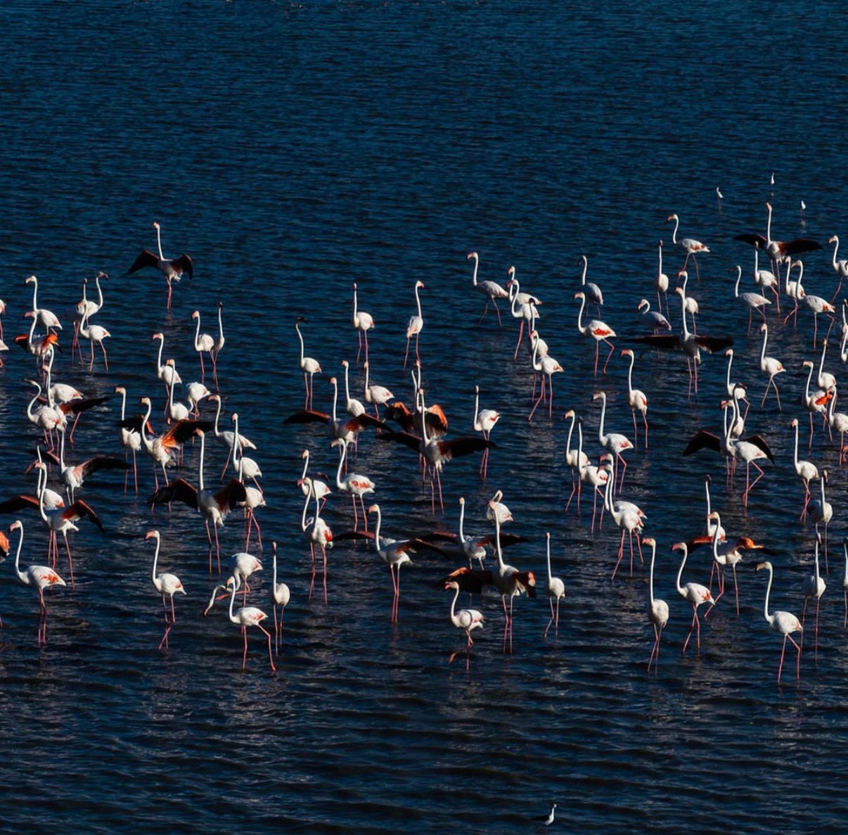 Baharın Habercisi Flamingolar Yozgat’taki Gelingüllü Barajı’nda