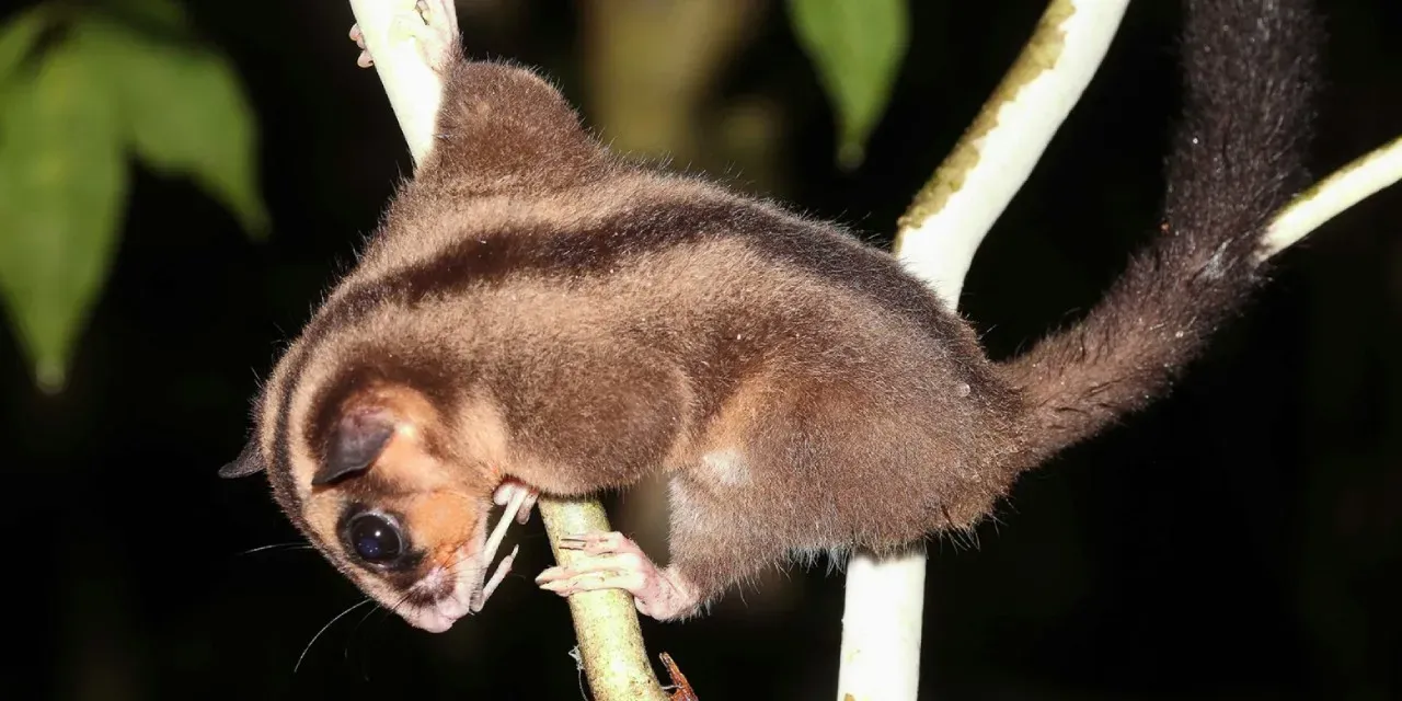 Bilim Dünyasını Şaşırtan Keşif: 6 Bin Yıldır Kayıp İki Tür Ortaya Çıktı