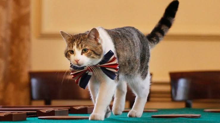 İngiltere’de 6 Başbakan Eskiten Kedi: “Farelerden Sorumlu Genel Müdür”