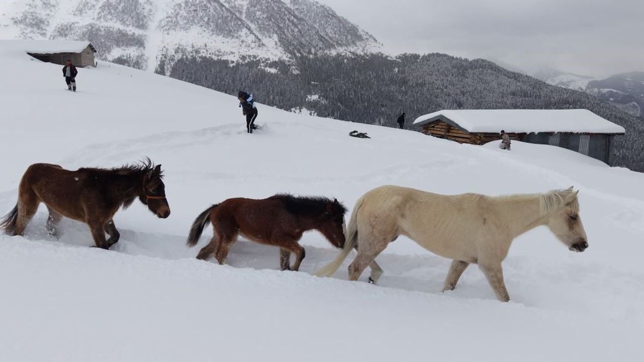 Artvin’de Kar Altında Aylardır Mahsur Kalan Atlara Gençler Ulaştı